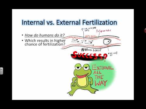 Internal vs. External Fertilization (IB Biology)