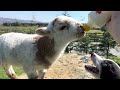 Larry the lamb