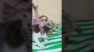 Baby monkey with cat #cutemonkey #monkeysr #babyanimal #monkeyshorts #cute #babymonkeybobby #animals