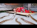 Danger while sleeping snake crawl into bed  build log cabin by yourself  survival mystique