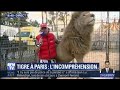 Tigre abattu  paris le directeur du cirque pinder pense lui aussi  un acte de sabotage