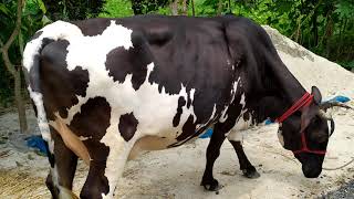5354 no// Cow for sale in mrittika dairy farm. 01714843088/01884383400 screenshot 4