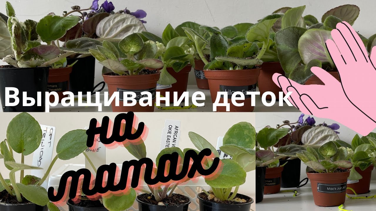 Мои детки на капиллярных матах //My baby violets growing on capillary mats