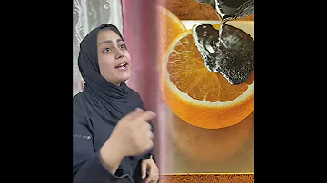 بنت شيخ عرفت اني ماخذه علمود اخذ بثار امي من اهله شوفو شيخ لم ولد عمه حته ي كملو مشهد لاخير 