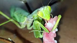 貪婪的螳螂 - Mantis 🦗🦗🦗