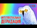 ИНТЕЛЛЕКТУАЛЬНАЯ ДЕГРАДАЦИЯ / ЛУЧШИЕ МОМЕНТЫ ТРЭШ-ЧГК