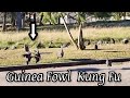 Guinea fowl in south africa