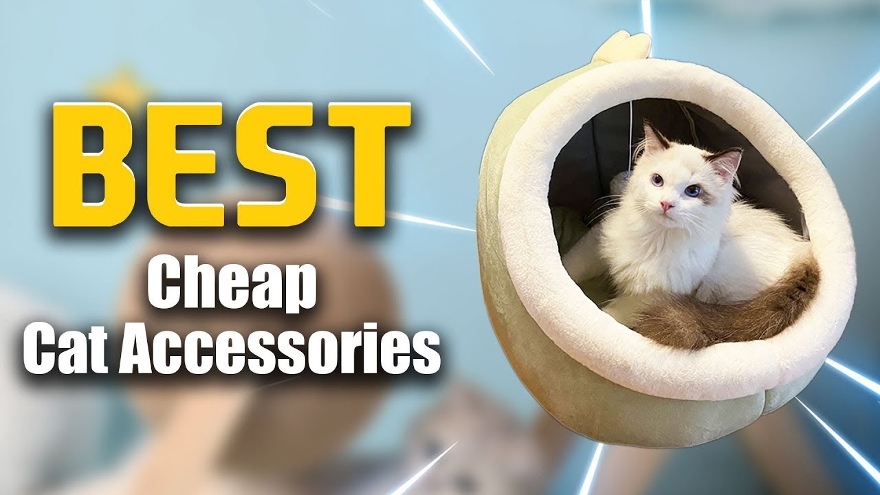 Top 5 Best Cheap Cat Accessories in 2025 । Best Cheap Cat Accessories on AliExpress