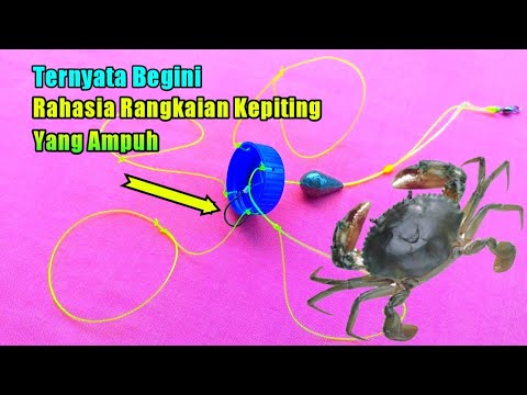 Cara Buat Jebakan Kepiting