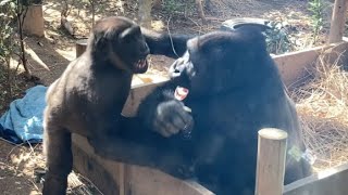 楽しそうに遊ぶゴリラ兄弟🦍ゲンタロウ&キンタロウ♪ Gorilla brothers playing happily 🦍 Gentaro & Kintaro♪