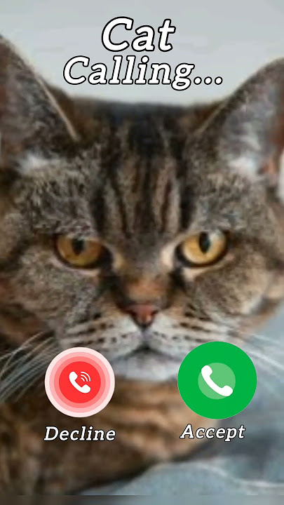 #ringtone #ring #ringtones #nadaderingtelepon #smartphone #cat #catshorts #catvideos #iphone #money