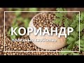 КОРИАНДР легендарная специя в кулинарии и Аюрведе | Елена Андрийченко