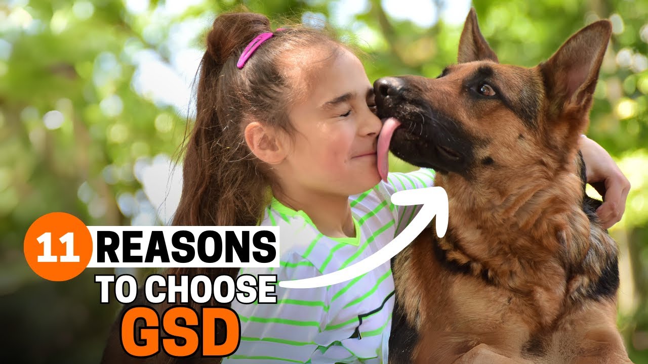 11 Reasons why you SHOULD get a German Shepherd - YouTube
