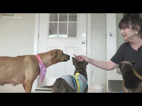 Video: Pet Scoop: Elusive Cat fanget på kamera, Overvektig hund å bo med foster for nå