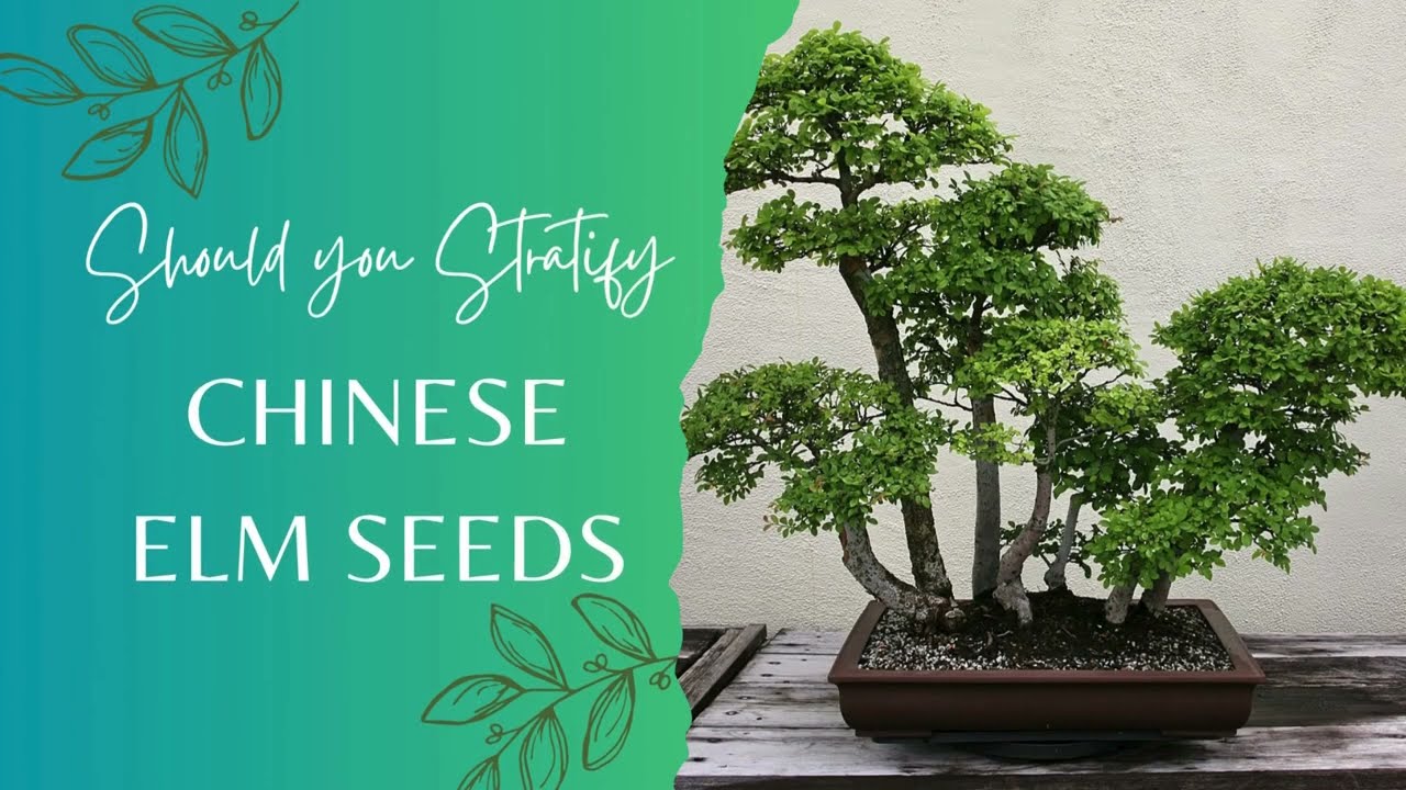 Do you need to Cold Stratify Chinese Elm Seeds?