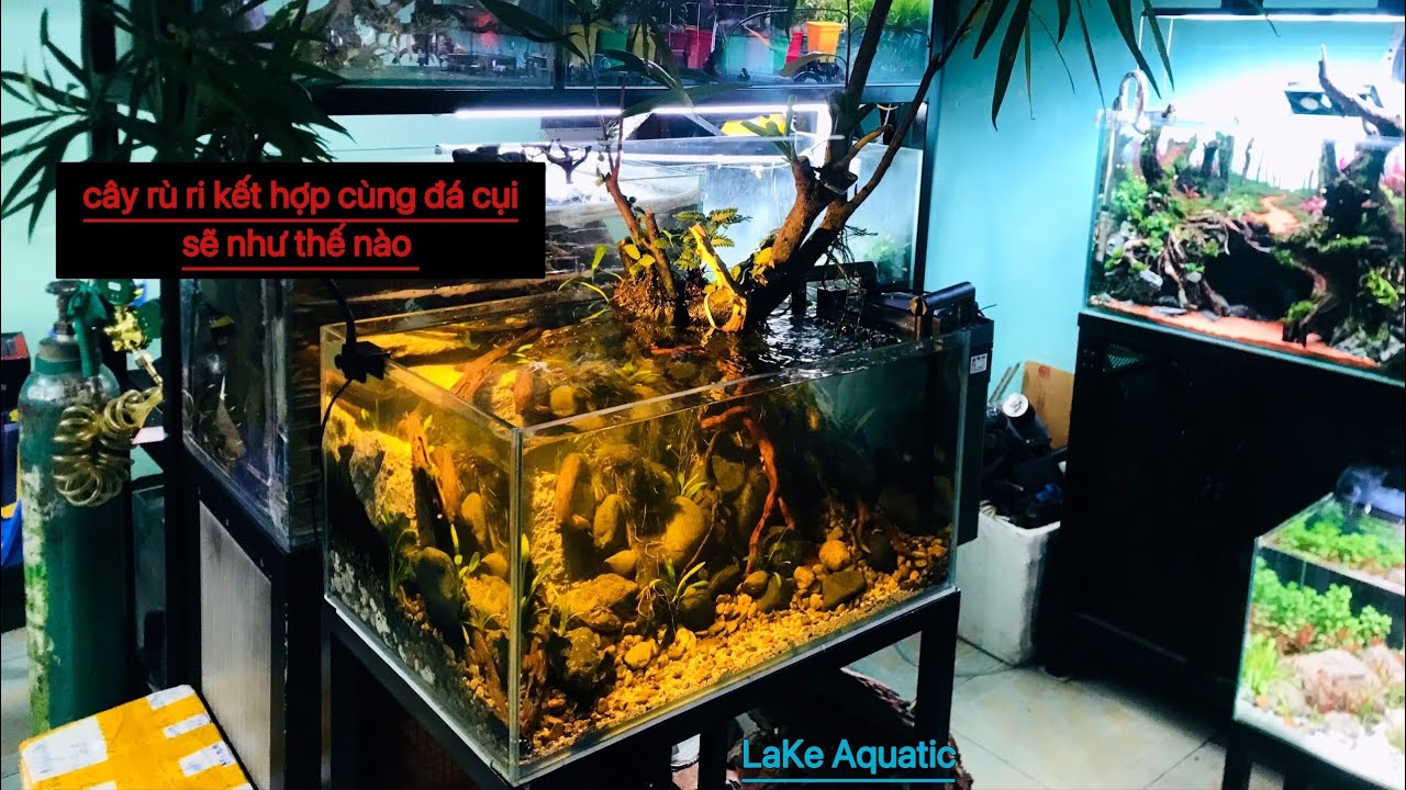 Bể biotope cây rù rì kết hợp cùng đá cụi sẽ như thế nào ? | thủy sinh ...
