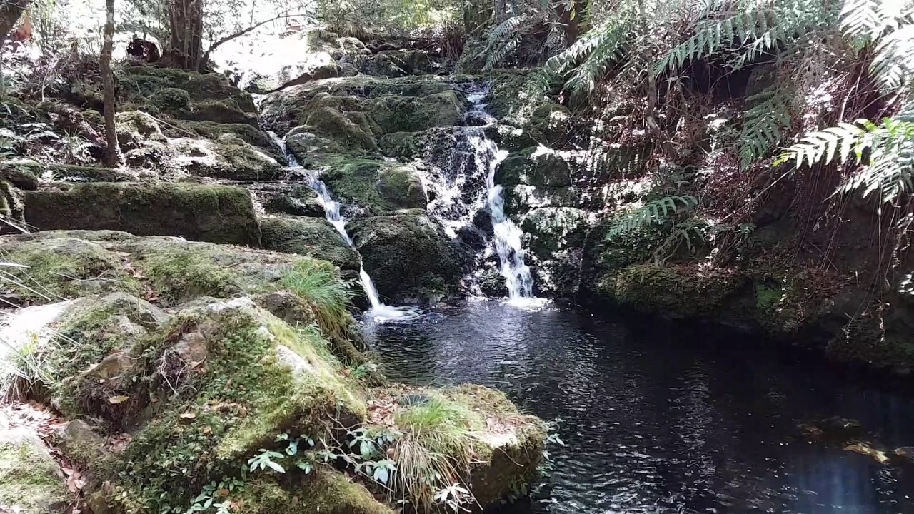 11.11. Ancient Antarctic Beech Tree forest