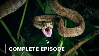 Celebrity Death by Fangs: Lethal Snakes Strikes | Wild Hunters 102+103 Net Worth