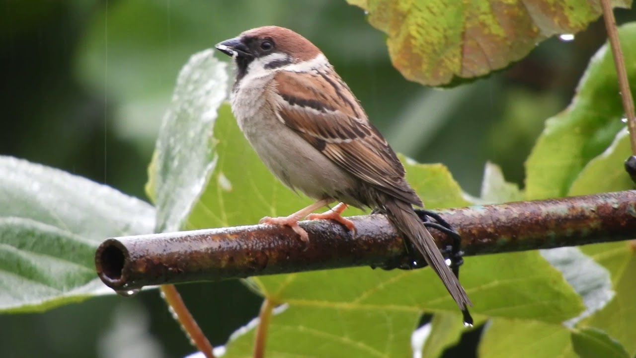 Tree Sparrow in the Rain
