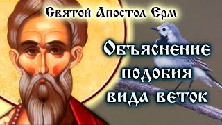 ОБЪЯСНЕНИЕ ПОДОБИЯ ВИДА ВЕТОК ☦️ Святой Апостол Ерм. Пастырь. Подобия. Часть 6