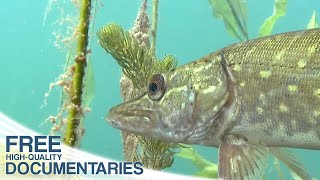 Download Lagu The Stechlin - In the Realm of Clear Lakes MP3