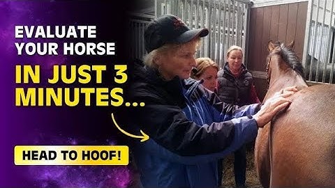 Easily Evaluate Your Horse From Head To Hoof In 3 Minutes | Holistic Horseworks