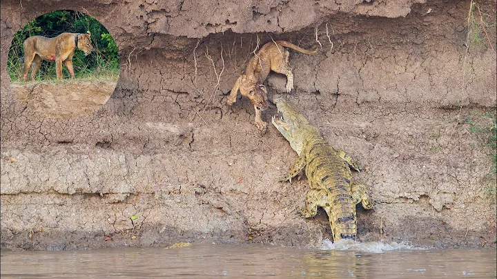 Lion cub gets taken by a large Crocodile on the Luangwa riverbank!  (Confronting scenes)
