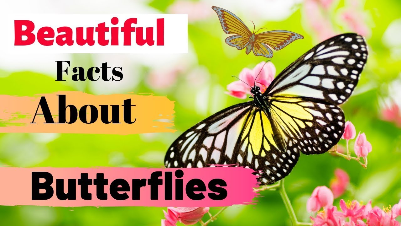 30 Beautiful Facts About Butterflies YouTube