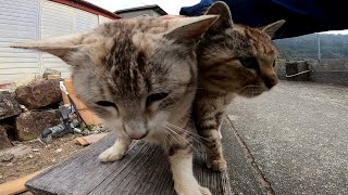 下ろしても下ろしても膝の上に乗ってくる子猫