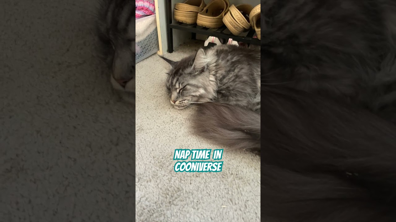 What nap time looks like at cooniverse