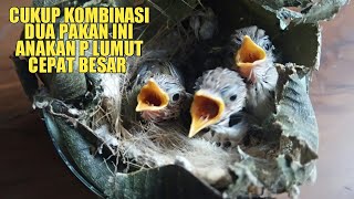 CARA MELOLOH ANAKAN PRENJAK LUMUT DAN MENU PAKANNYA AGAR BISA BERTAHAN HIDUP DAN CEPAT BESAR