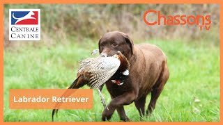 Pourquoi choisir un labrador pour la chasse?