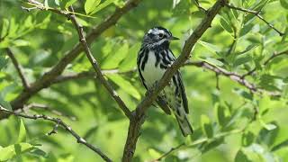 Black-and-white Warbler