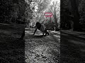 5 year's old 💪#pushups #motivation #отжимания #pushup
