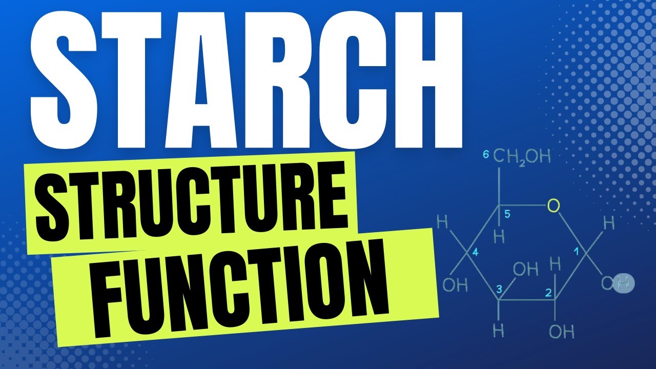 Starch, Definition, Structure & Function - Lesson