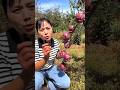 Delicious Sweet Apple Fruits 🍎🍎 Harvest from Farm With Rural Farmer #shorts #apple #farming