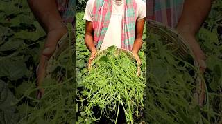 Twigs of Pointed Gourd, a Palatable Leafy Vegetable #shorts
