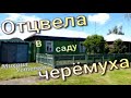 Отцвела в саду черёмуха