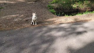 Apprendre le Stop ( pas bouger ) à un husky