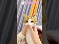 #FunnyCats #cats #fyp #viral