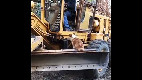 Corgi Hitches a Ride on a Tractor