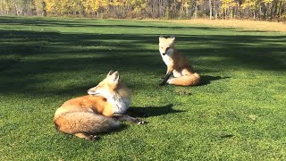 Melanie Galea Chatty Foxes at Fort McMurray Golf Course