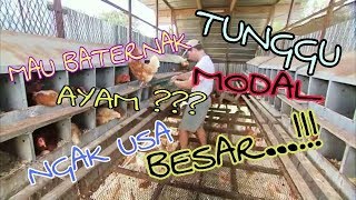 Contoh Kandang Ayam Petelur Low Budget