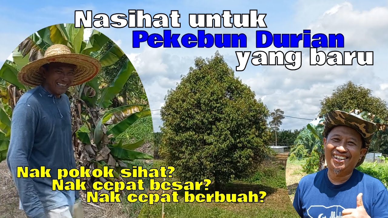 NASIHAT UNTUK PEKEBUN DURIAN BARU | INI TIPS JAGA KEBUN DURIAN | EP 62