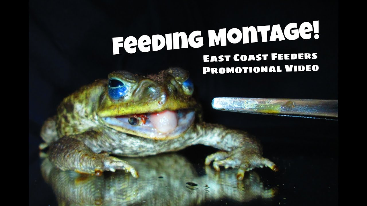 Feeding Montage East Coast Feeders Promotional Video Youtube