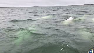 Meeting a beluga family