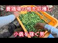 養鶏場に昔からある梅の木のウメを収穫、道の駅富士吉田に出品するで【農産物販売】