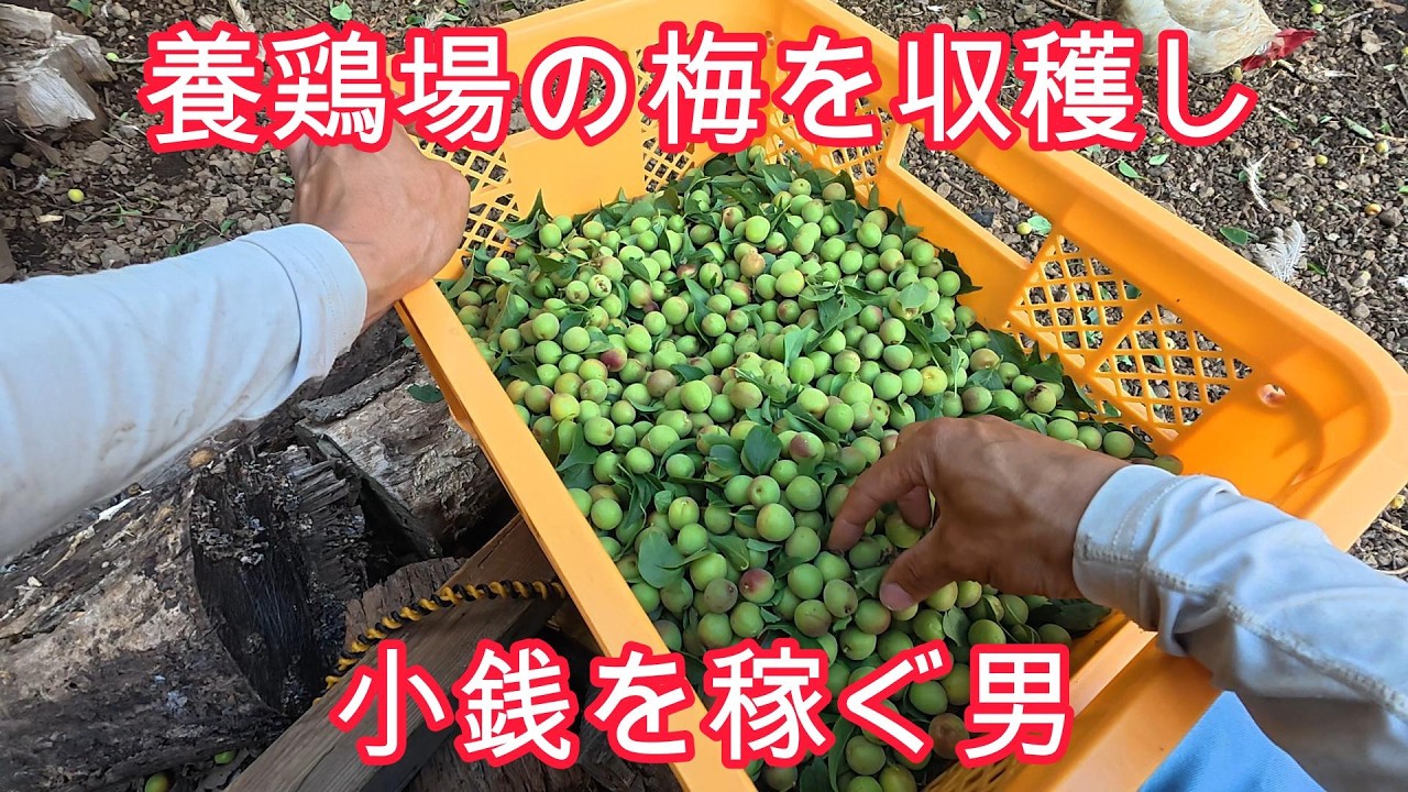 養鶏場に昔からある梅の木のウメを収穫、道の駅富士吉田に出品するで【農産物販売】