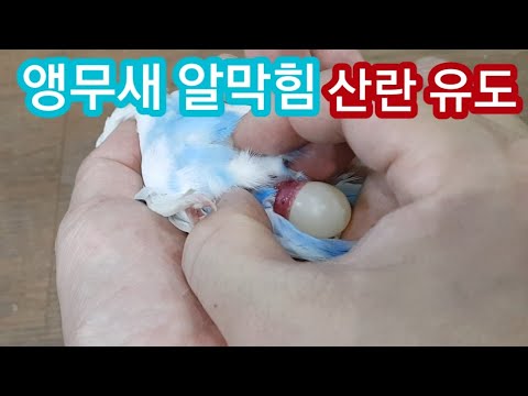 잉꼬 앵무새 알막힘 알빼주기 에그바인딩 Inkko parrot eggbinding with clogged egg