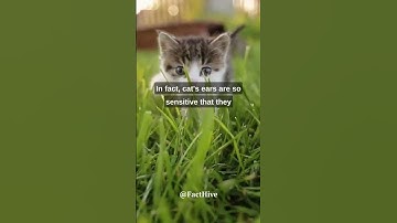 Fascinating Feline Facts: The Amazing Ears of Cats